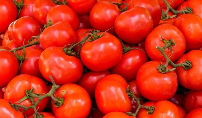 Complete tomato plant care calendar by month