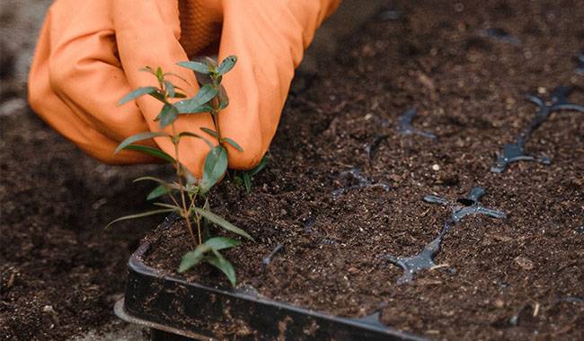 Curled leaves will help you to grow healthy seedlings