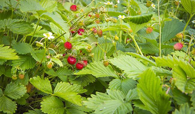 Features of growing strawberry runners in the open ground