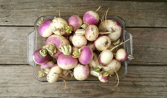 Harvesting and storage of turnip
