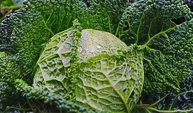 How best to grow Chinese cabbage