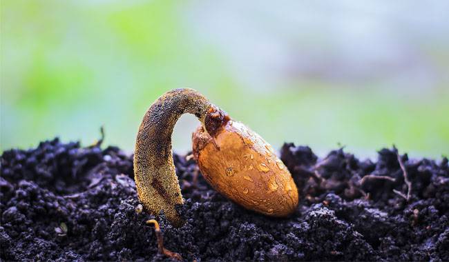 How to ensure that the seeds already germinating