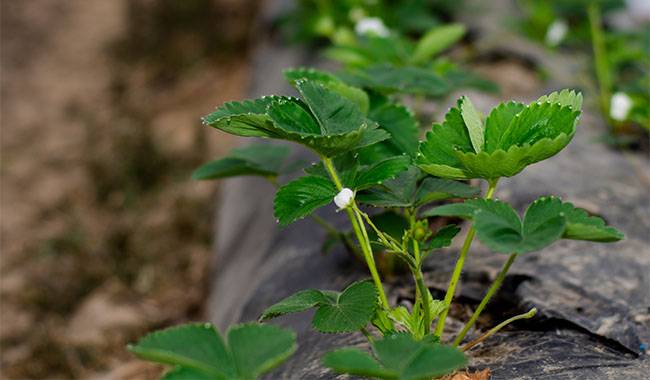 How to grow Strawberry Runners (Stolons) correctly
