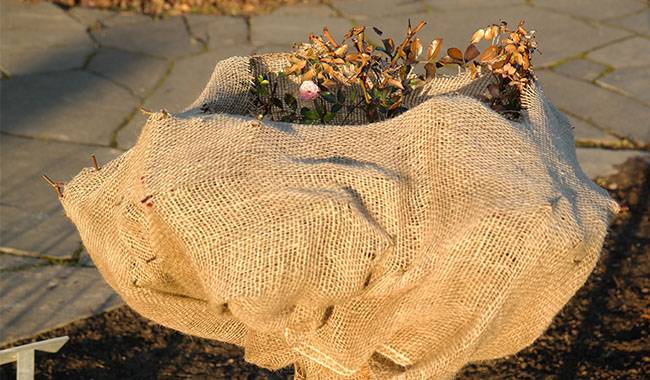 How to mulching plants in proper methods and materials in winter
