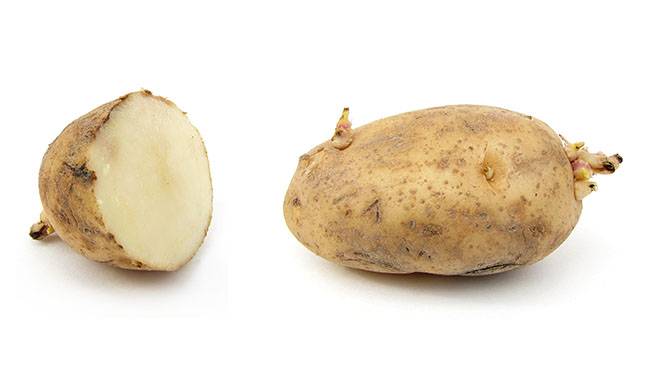 How to pre-sprouting potatoes before you plant