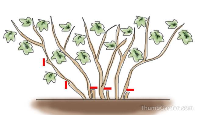 How to properly rejuvenate a currant bush - ThumbGarden