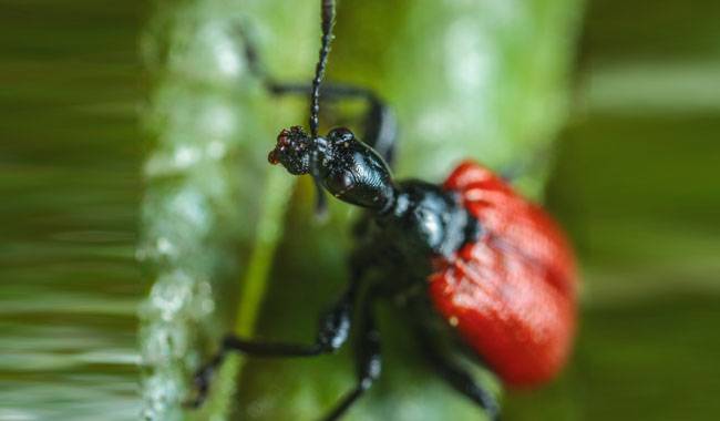 How to remove garden pests