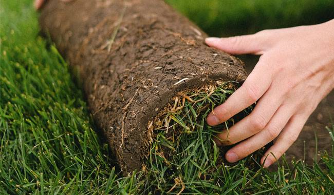 How to use lawn soil