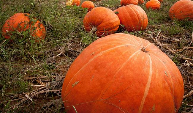 Maximum yield from each pumpkin harvest