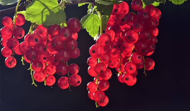 Monthly Currant Plant Care Schedule
