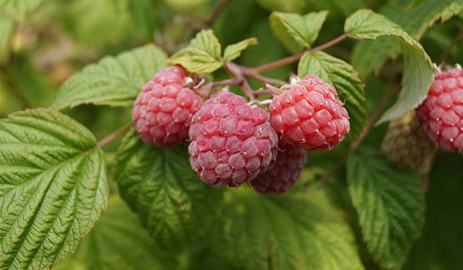 Monthly Raspberry bush care Schedule