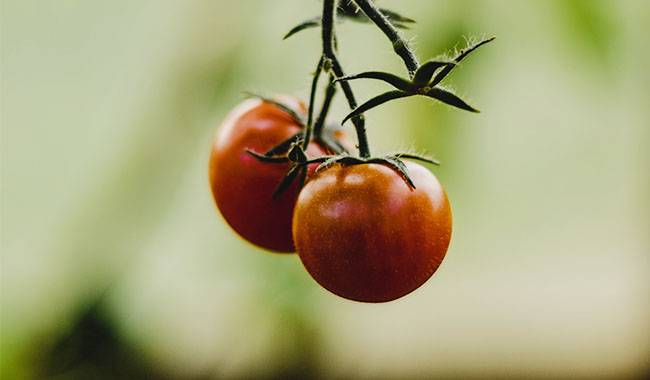 Nutrient deficiency in tomatoes is useful not only for professionals
