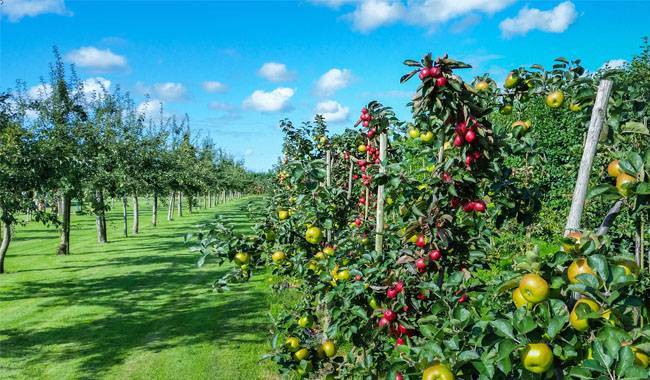 Planning to build an orchard The 10 mistakes you shouldn't make.