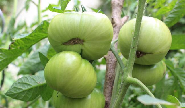 Prevention of tomato end rot
