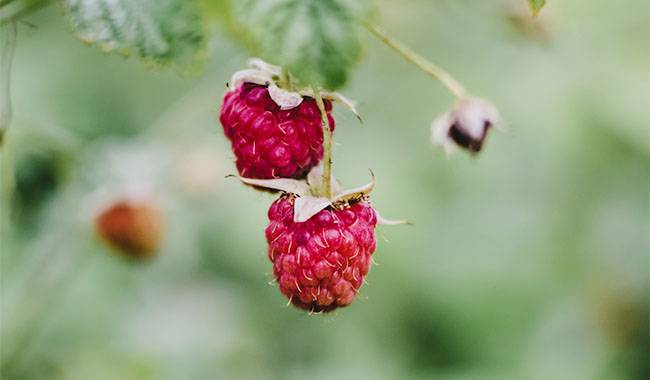 Raspberry pruning rules for beginners