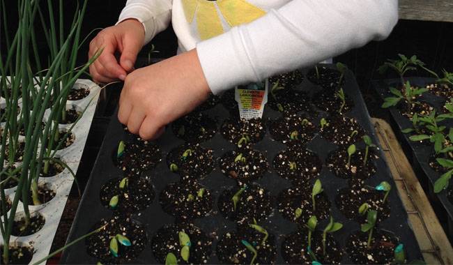 Starting Seeds Vs. Buying Seedlings Pros and Cons