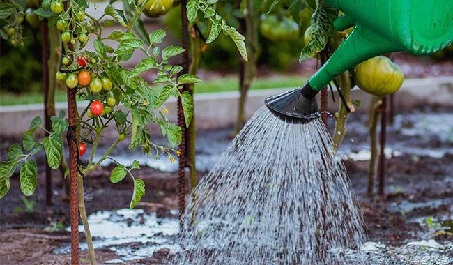 The 10 common mistakes of watering the garden