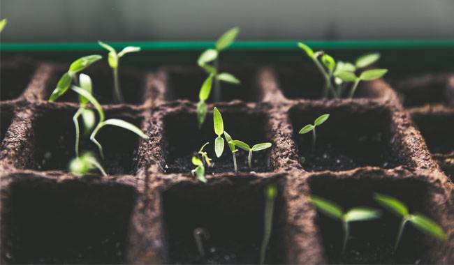 The 11 basic answers to growing seedlings