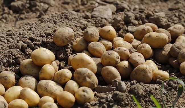 The 5 reasons that I don’t plant potatoes anymore