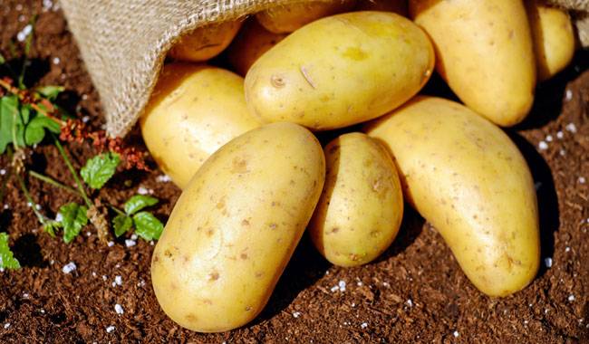 The 7 way to improve production of potato planting