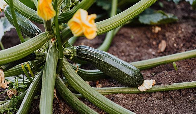 The 8 tips to have an excellent harvest of zucchini