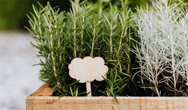 The aroma of rosemary in the garden and also at home