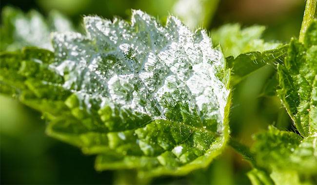 The general approach to powdery mildew treatment