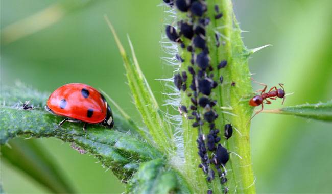 The interaction between aphids and ants