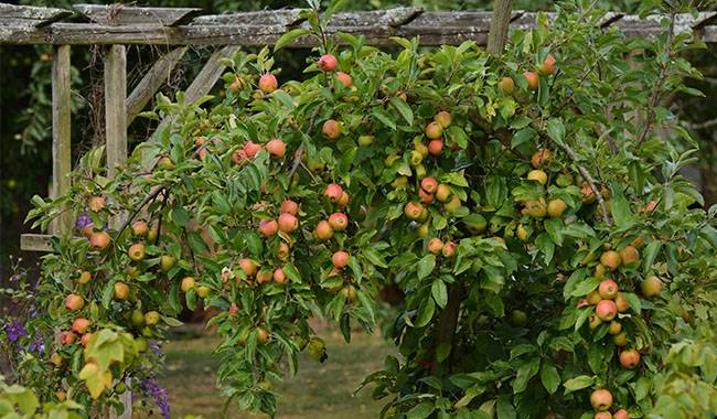 The proper way to take care of apple tree in spring