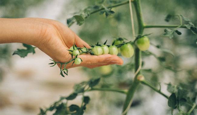 Tomato Plant Care Calendar by Month