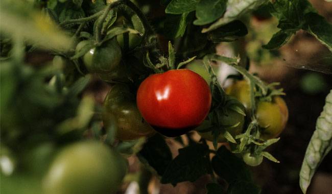Tomato end rot prevention and control