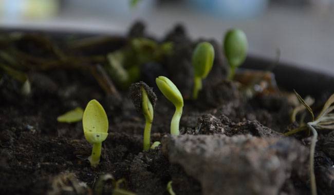 Top 10 main rules for strong and friendly seedlings