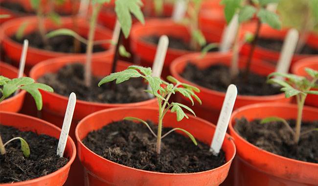 Top 10 tips for growing tomato seedlings in your apartment