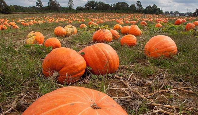Top 8 rules of the pumpkin harvest