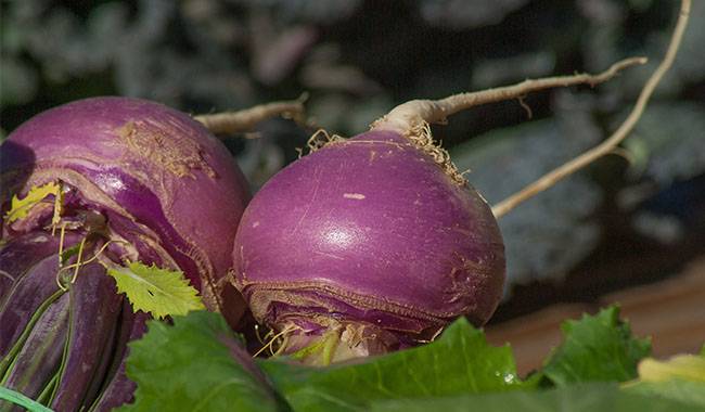 Turnip cultivation characteristics and care