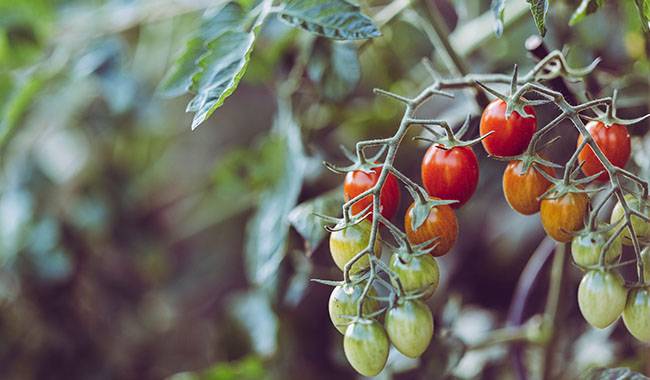 Understanding the nutrient deficiency in tomatoes