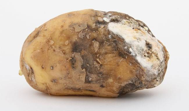 What causes potato rot in tubers