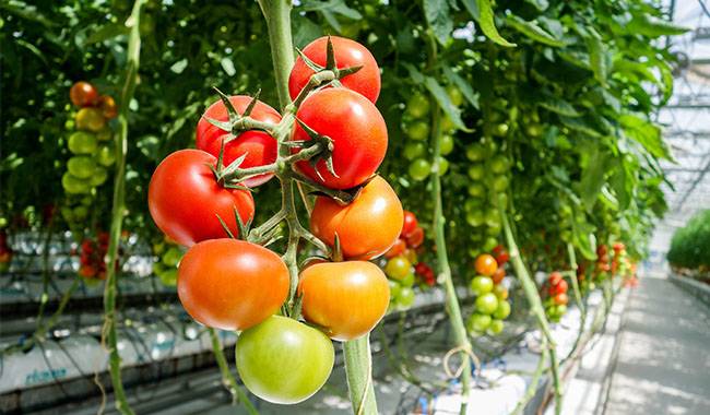 What is the nutrient deficiency in tomatoes