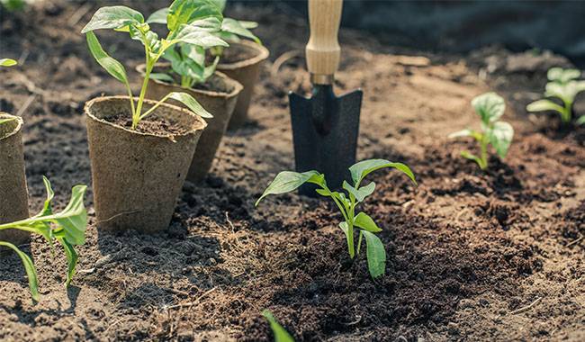 What should I know if I want to successfully plant seedlings in autumn