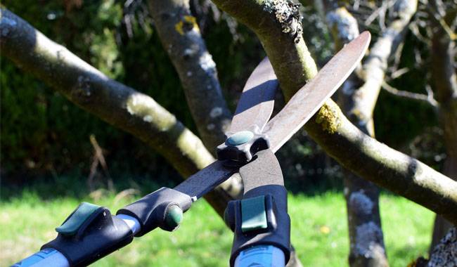 Where to deal with pruning branches of trees and shrubs