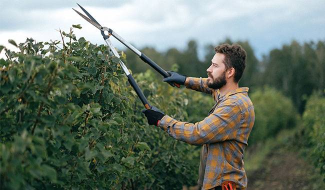 Which orchard should you fall pruning