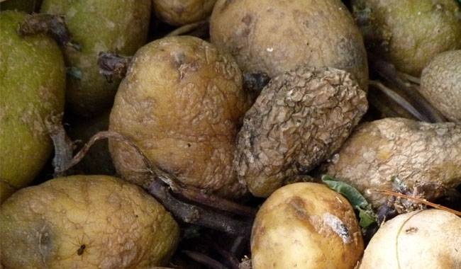Why potato rot during storage And how to avoid it