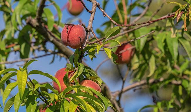 Why pruning of peach trees is necessary