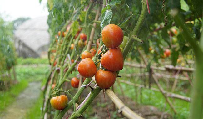 15 common mistakes experienced gardeners make when growing tomatoes