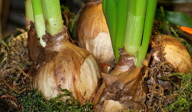 All information about growing onions in winter