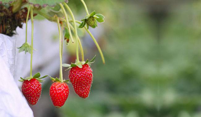 Caring for a strawberry plant
