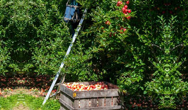 How to apple picking that retain their variety and character