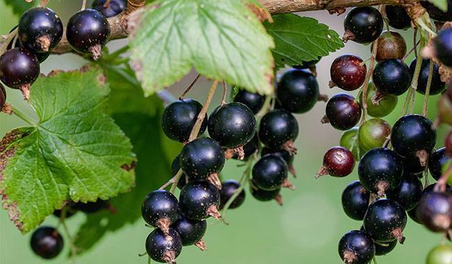How to blackcurrant bush care in spring