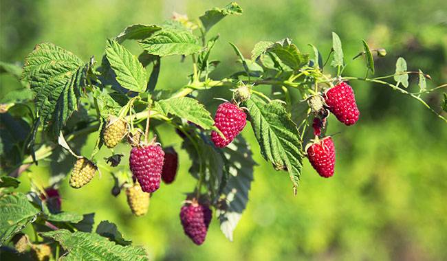 How to care for raspberry bushes in fall
