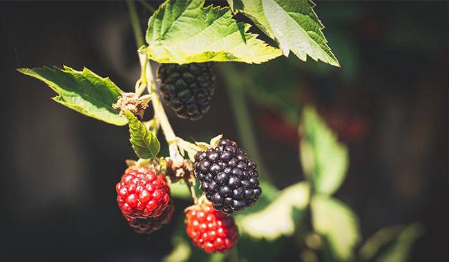 How to caring for blackberries